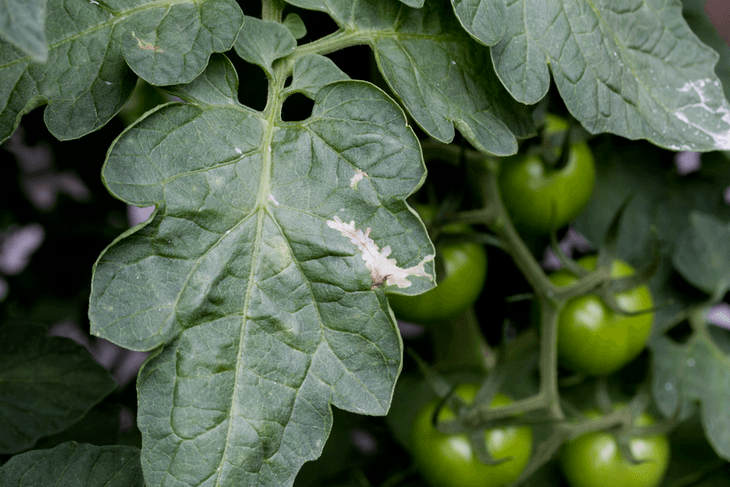 If you identify leaves with severe defoliation, large holes, scarring on fruit surfaces, or and devoured flowers, it should sound an alarm that your garden is infested with tomato hornworms