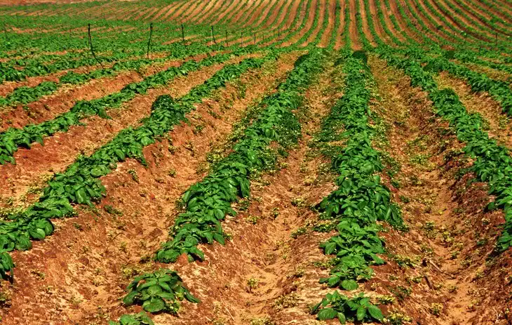 In farming, soil is compacted to keep the seeds and seedlings in place, preventing erosion