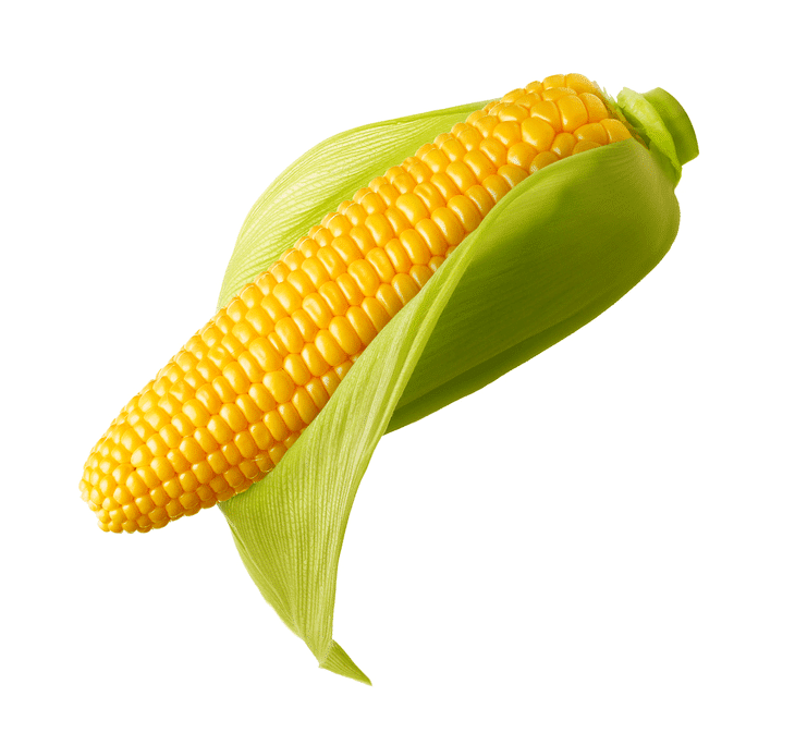 It is suggested that you avoid checking the corn ear that is not mature yet. Hence, proper timing is crucial on how to tell when corn is ready to harvest