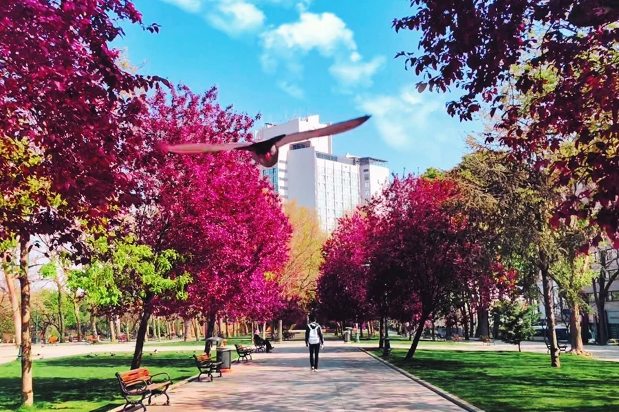 Purple tree