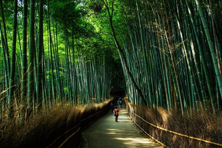 how-to-stop-bamboo-from-spreading