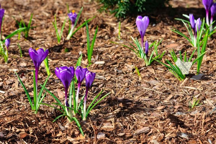 Leaves can be used as fertilizers to nourish soil and shredding leaves before using them helps release nutrients to the soil quicker