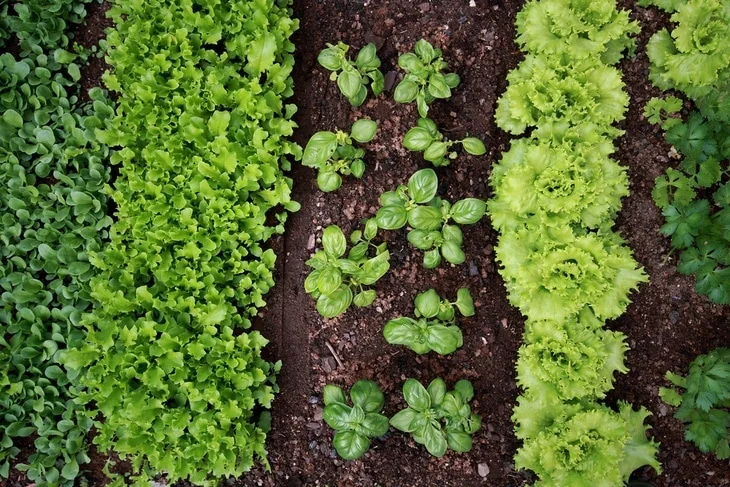 Let the nature take its course is what organic gardening is all about.