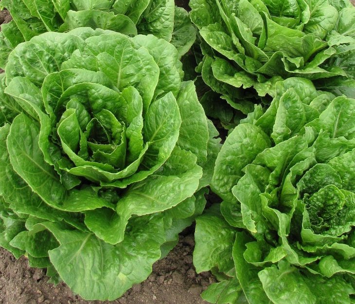 how-to-harvest-buttercrunch-lettuce