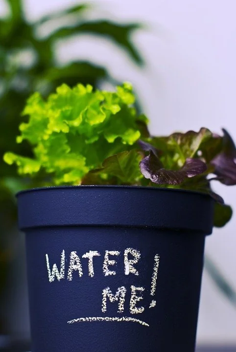 how to grow lettuce