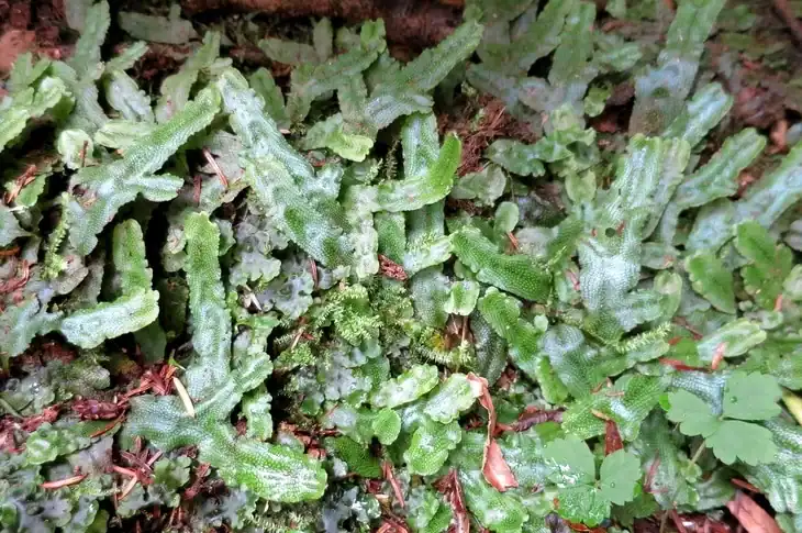 Liverworts have no vascular system