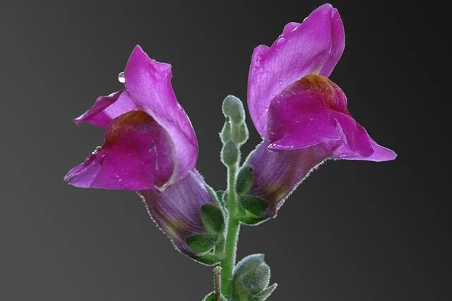 close-up photo of a snapdragon flower