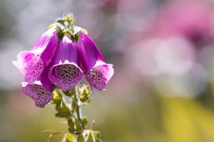 Lovely violet foxgloves which features their long throat