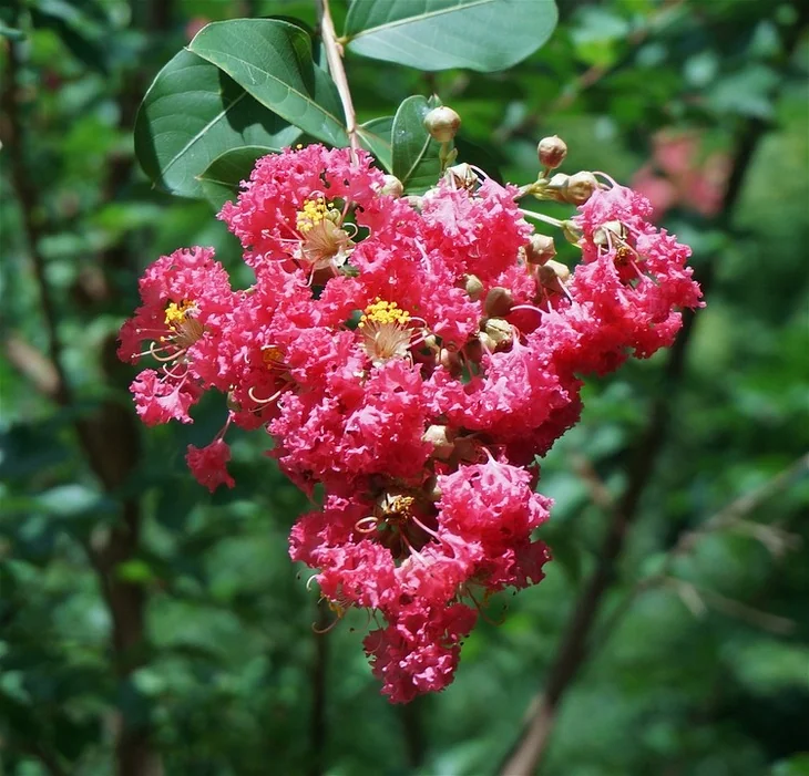 Lush green leaves and heavy cluster of crepe myrtle flowers