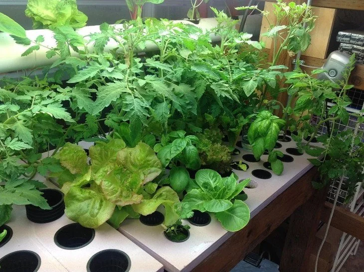 Majority of NFT setups do not require a growing media