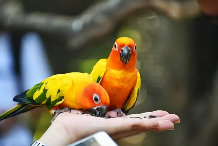 Make sure your birds have enough to eat
