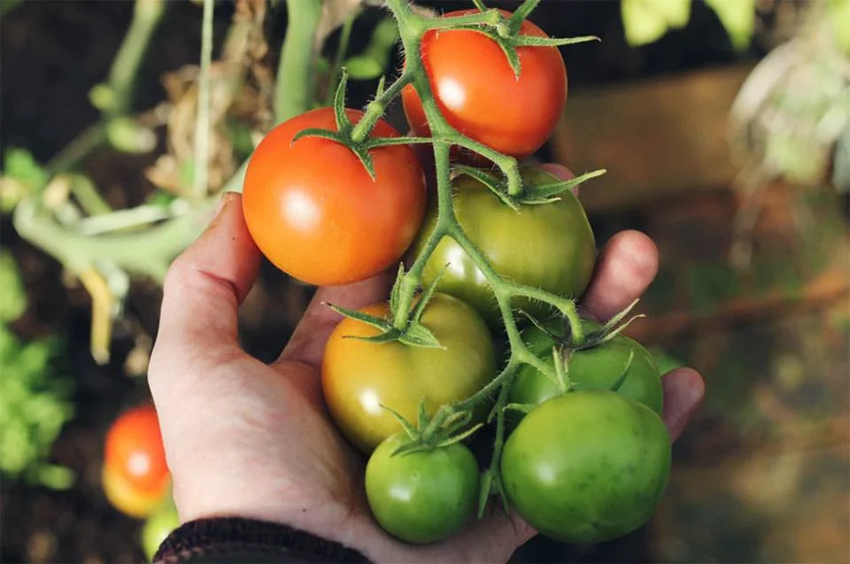 tomato worm - Man who hold a tomatoes