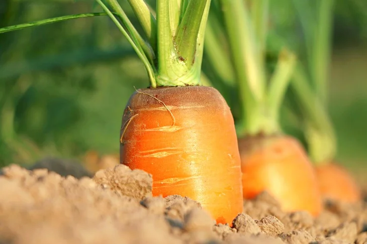Mature carrots with aggregated leaves attached to the taproot