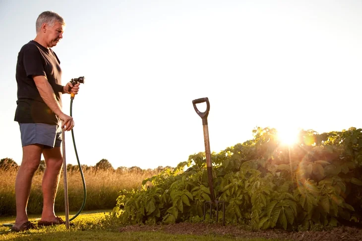Mature man irrigating vegetables (intentional lens flare)
