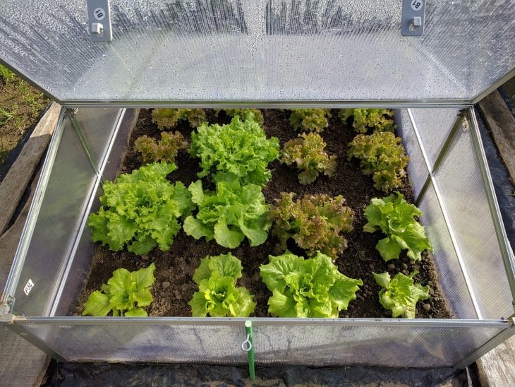 how-to-harvest-buttercrunch-lettuce