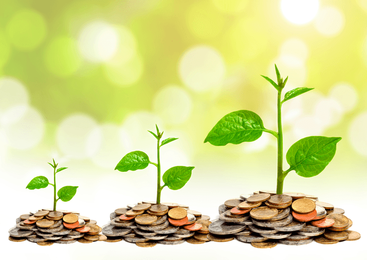 Money plant is known to bring wealth to the household