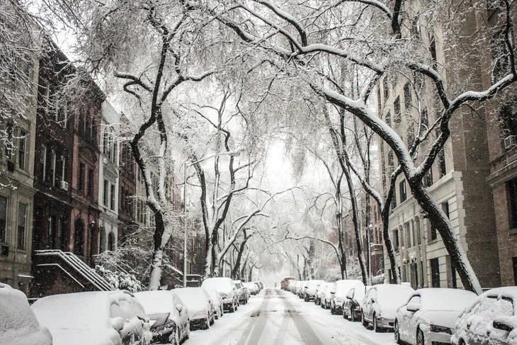 Most trees hibernate in winter as they prepare to fully bloom in spring