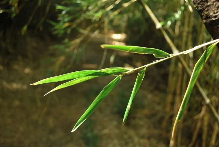 how-to-stop-bamboo-from-spreading