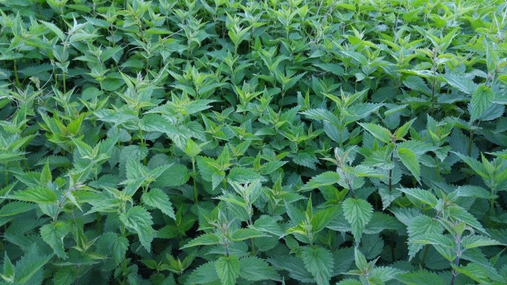 Stevia Plant in Garden