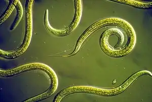 Nematodes