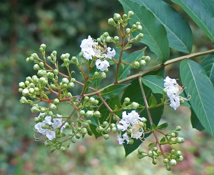 Newly blossoming pretty flowers of a white crepe myrtle shrub