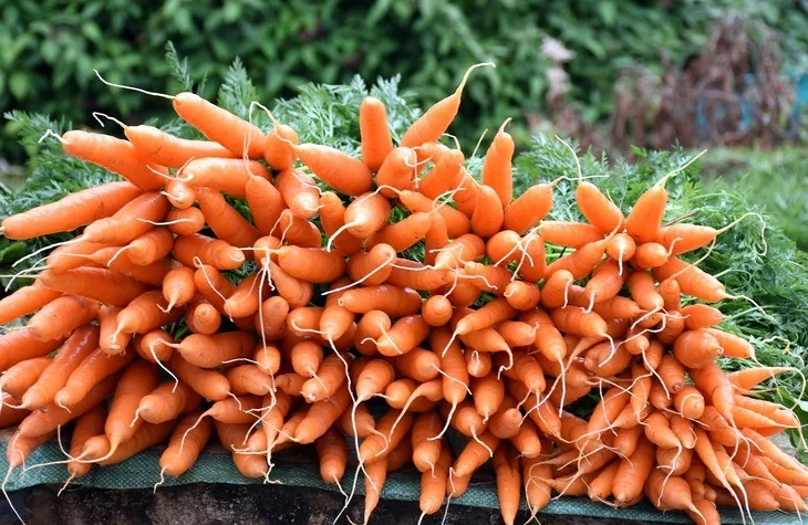 Newly harvested carrots with its leaves still attached to them
