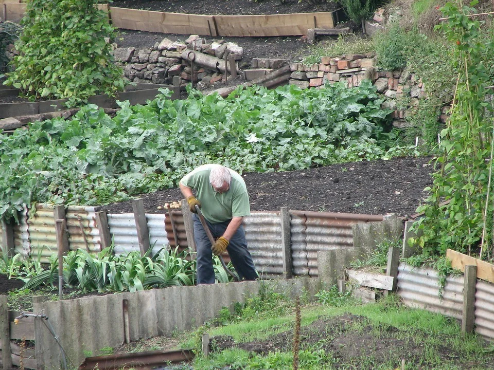 pomegranate tree - old man gardening