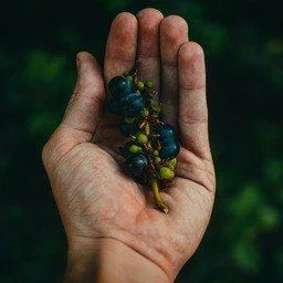 Pesticides are used on fruits to grow them fast