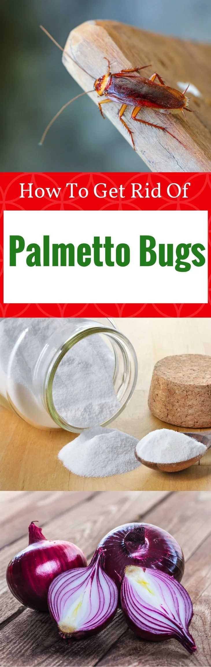 PALMETTO BUGS pin it