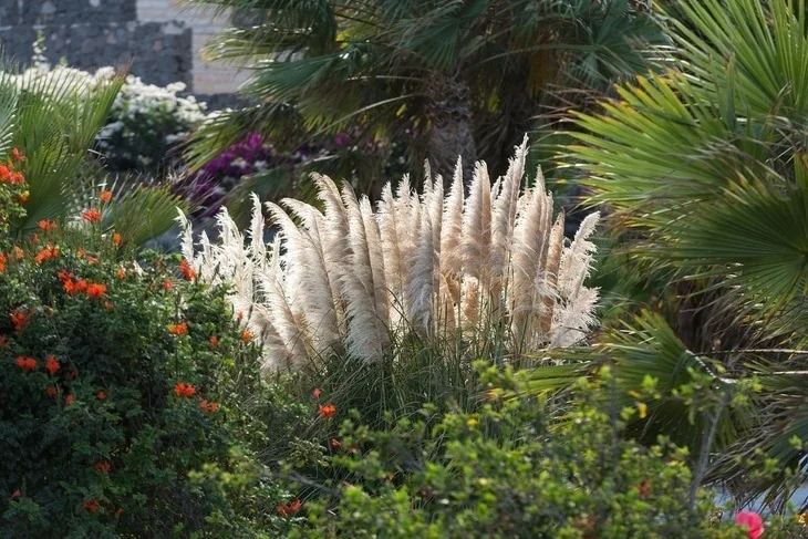 Pampas grass is a competitive plant