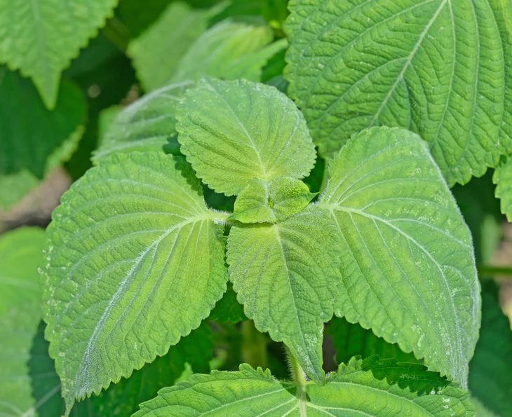 perilla leaves