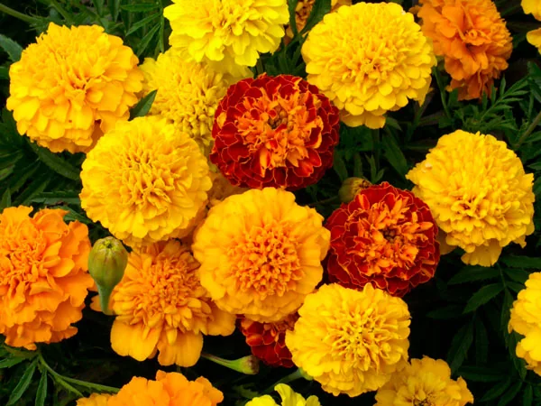 Pretty Marigold flower with its overlapping layers of petal growing in the garden