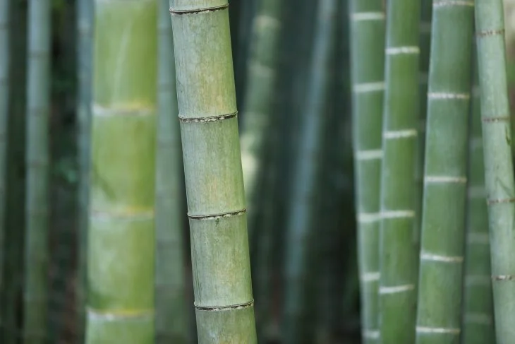 how-to-stop-bamboo-from-spreading