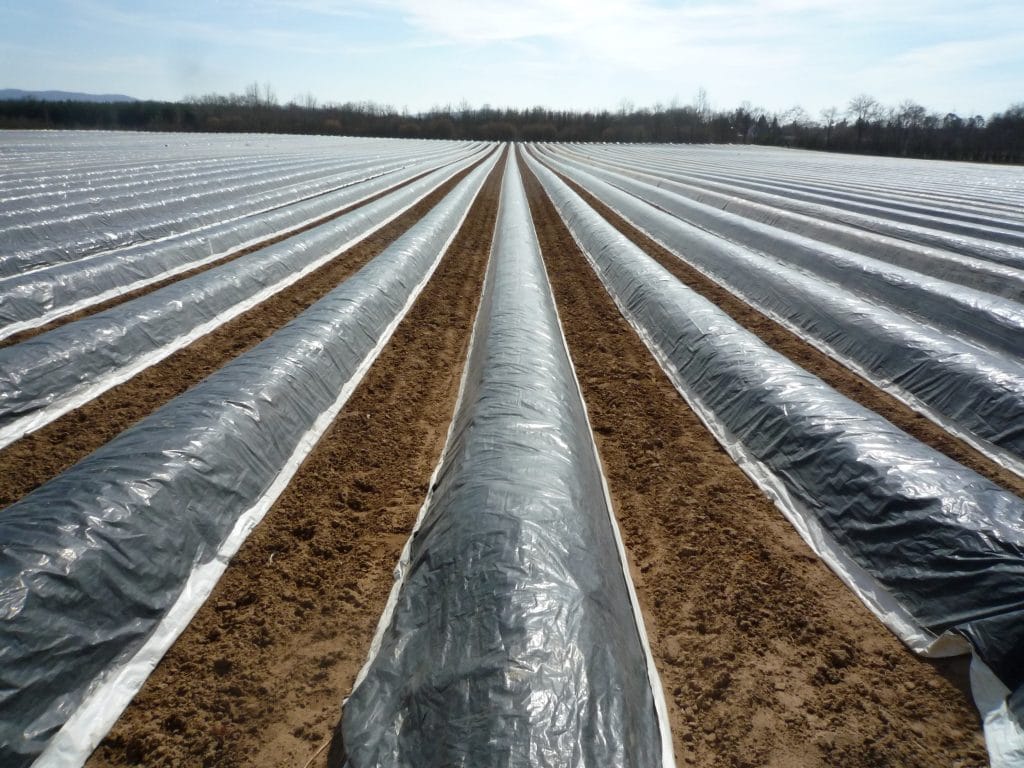 Asparagus field in Germany with Cultivated Soil for successful growing asparagus
