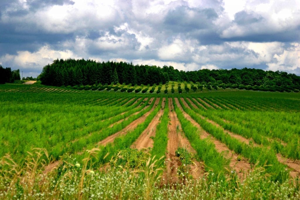 Commercial Asparagus Production Field in Oceana County, Michigan during the growing season after successful growing asparagus
