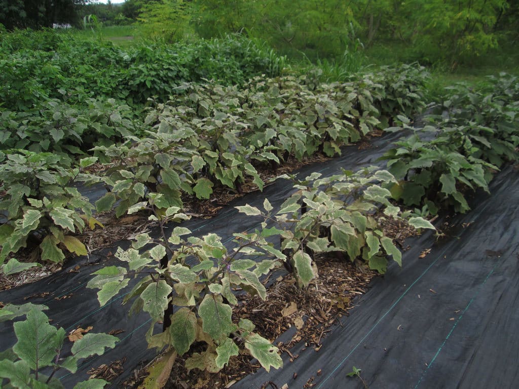 Eggplant Plantation Free from Spider mites infestation through natural remedies and washing