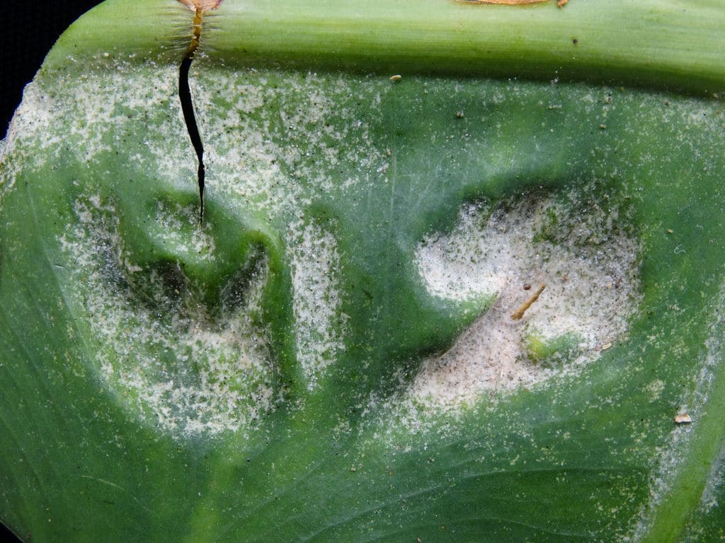 Focused View for the Colocasia gigantea Spider mites on a garden ornamental plant 