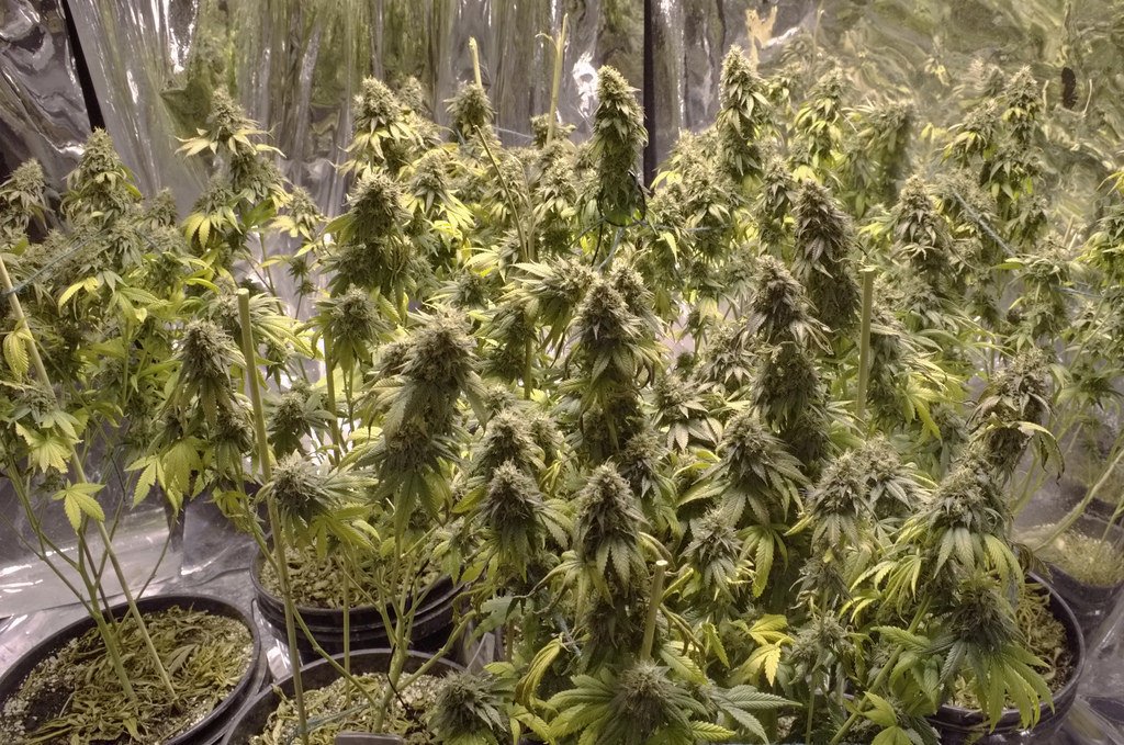 Indoor Potted Washed Lemon Kush Plant from spider mites infestation