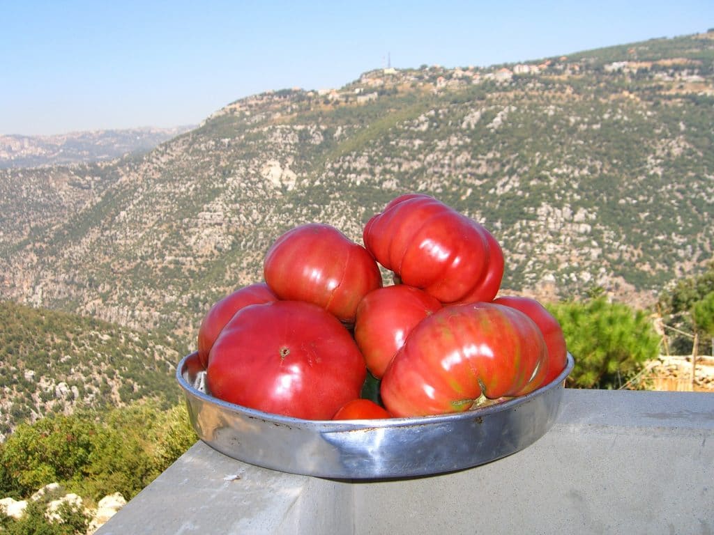 Locally grown tomatoes with the valley in the background after successful planting tomatoes