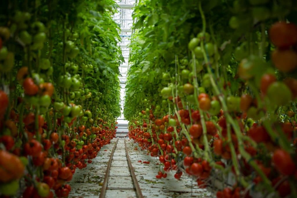 Lufa Farms Red Cocktail Tomato Row after successful planting tomatoes