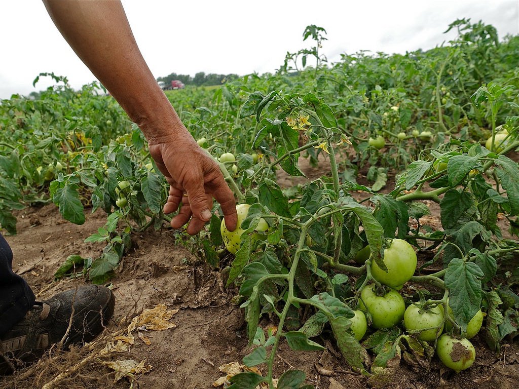 Man Checking Unripe Green Tomatoes on a Farm to show the Tomato Plant Seed growth