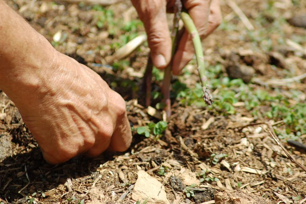 Man Doing the Proper Method of Cutting Locally-grown Asparagus after successfully growing asparagus