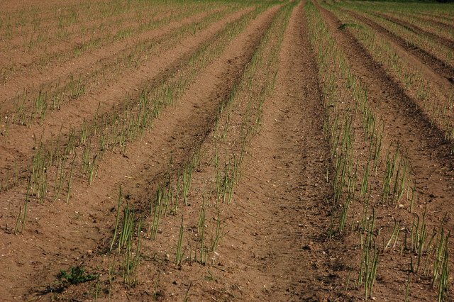 Newly Planted Asparagus crop during the growing season after successful growing asparagus