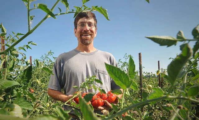 Oregon Certified Organic Farmer showing an organically-grown tomato after successful planting tomatoes