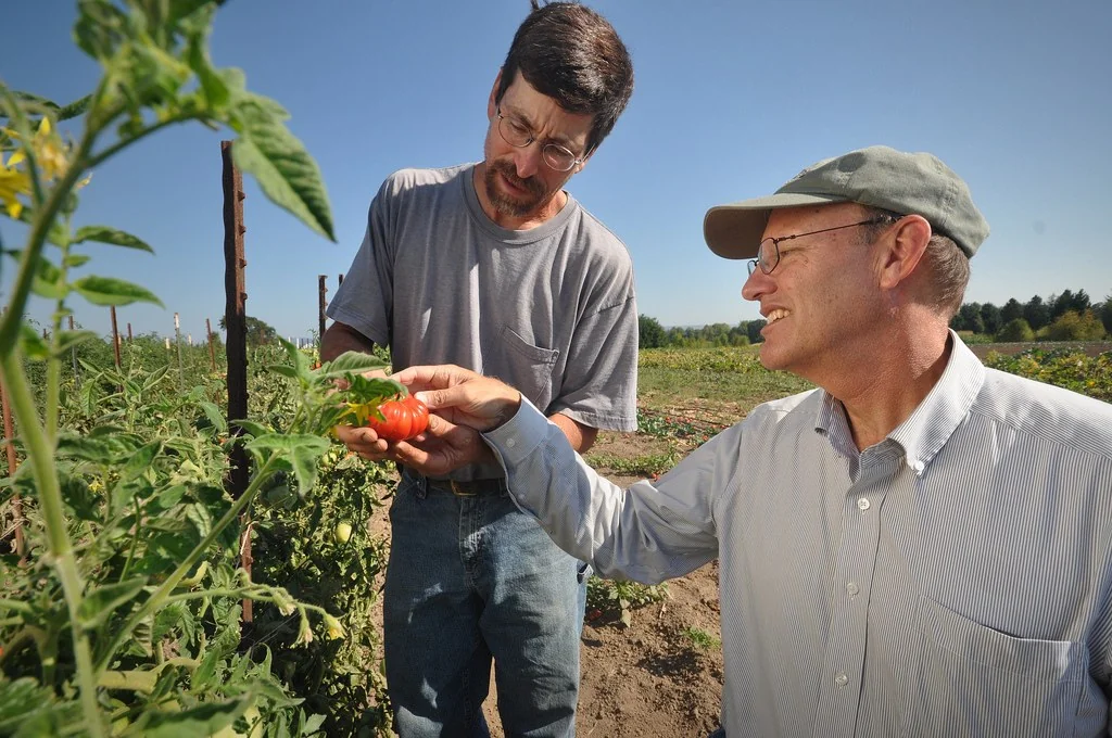 Oregon organic farmer examining an organically-grown tomato after successful planting tomatoes