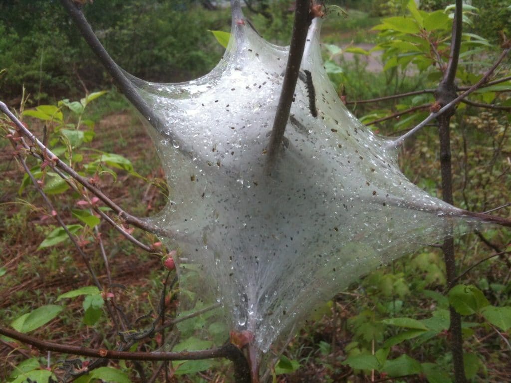 Plant with Larvae Nest Full of Armyworms showing its harmful effects