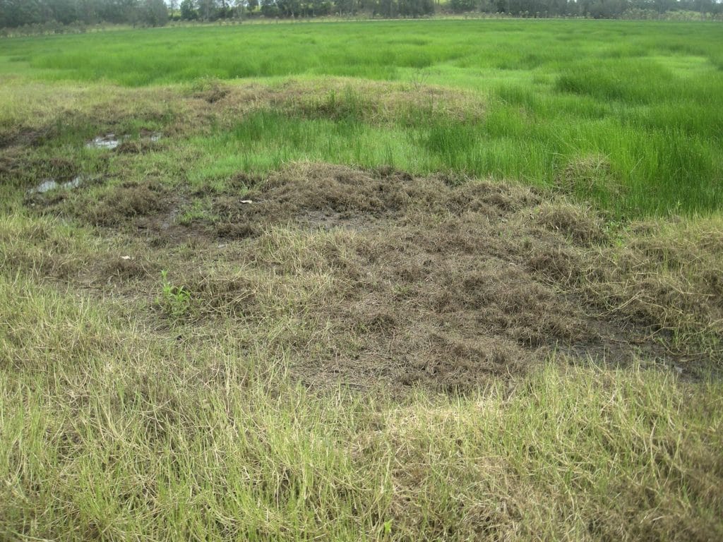 Rice Field with Paspalum distichum Armyworms that needs methods for conquering them