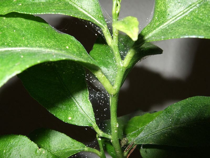 Strong spider mites infestation on a young lemon plant