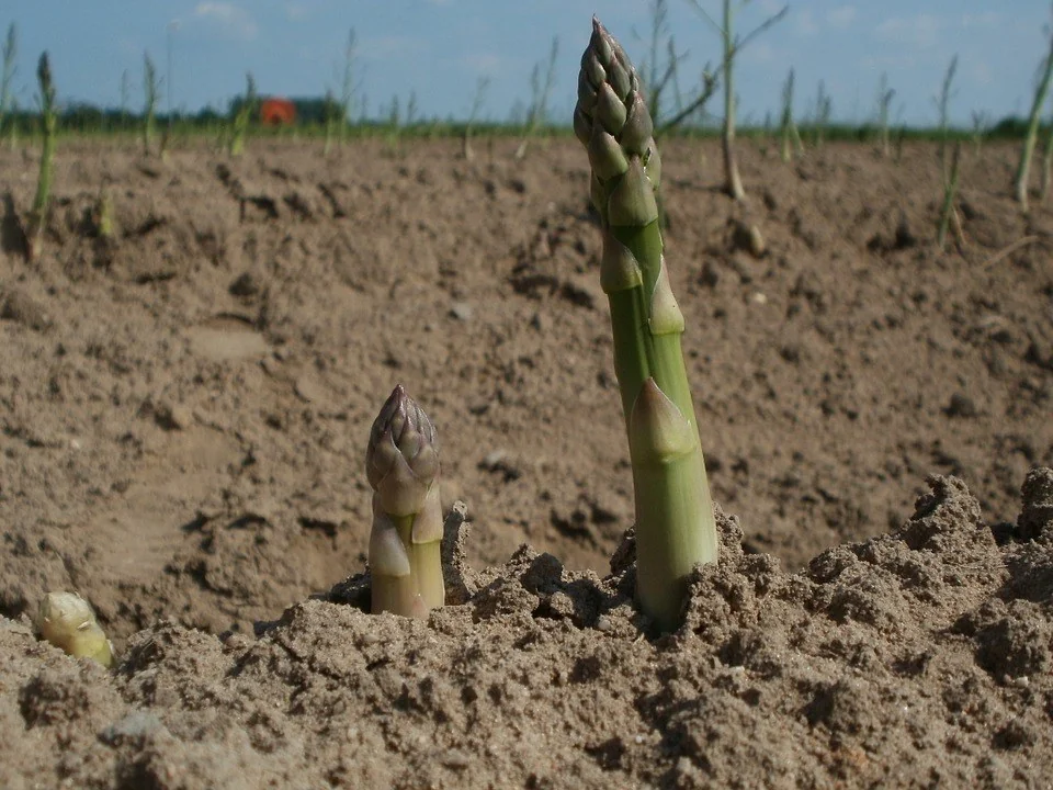 Tilled Soil of Field with Locally-grown Asparagus for successful growing asparagus
