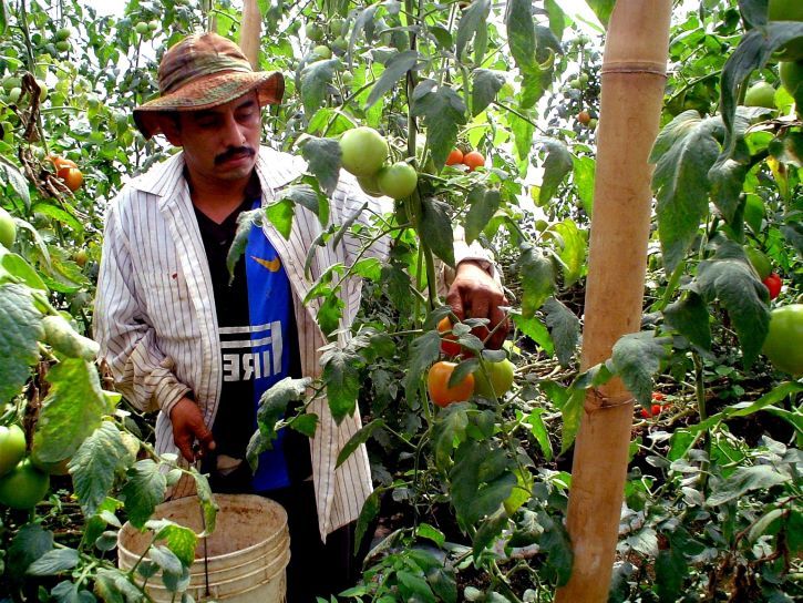 Tomato Farmer Harvesting Tomatoes on a Greenhouse to show the Tomato Plant Seed growth